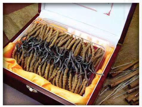 新乐冬虫夏草回收